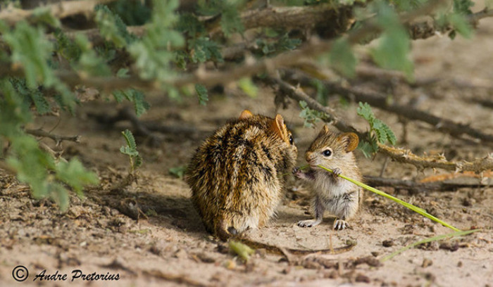 35. Mama and baby mouse in a conversation