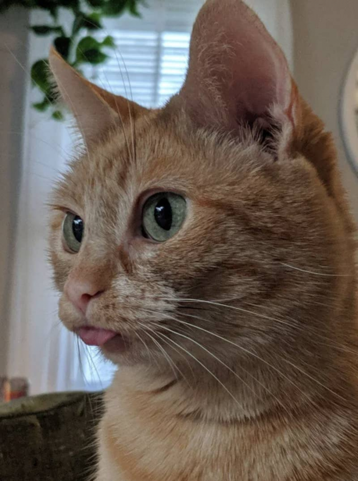 18. Little ball of blep...