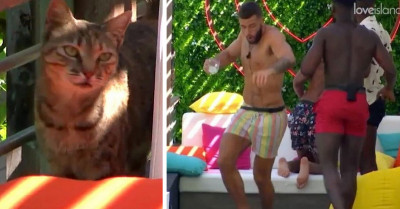 UK's Love Island Male Contestants Act Ridiculously Scared Of A Beautiful Cat That Appears Behind Them