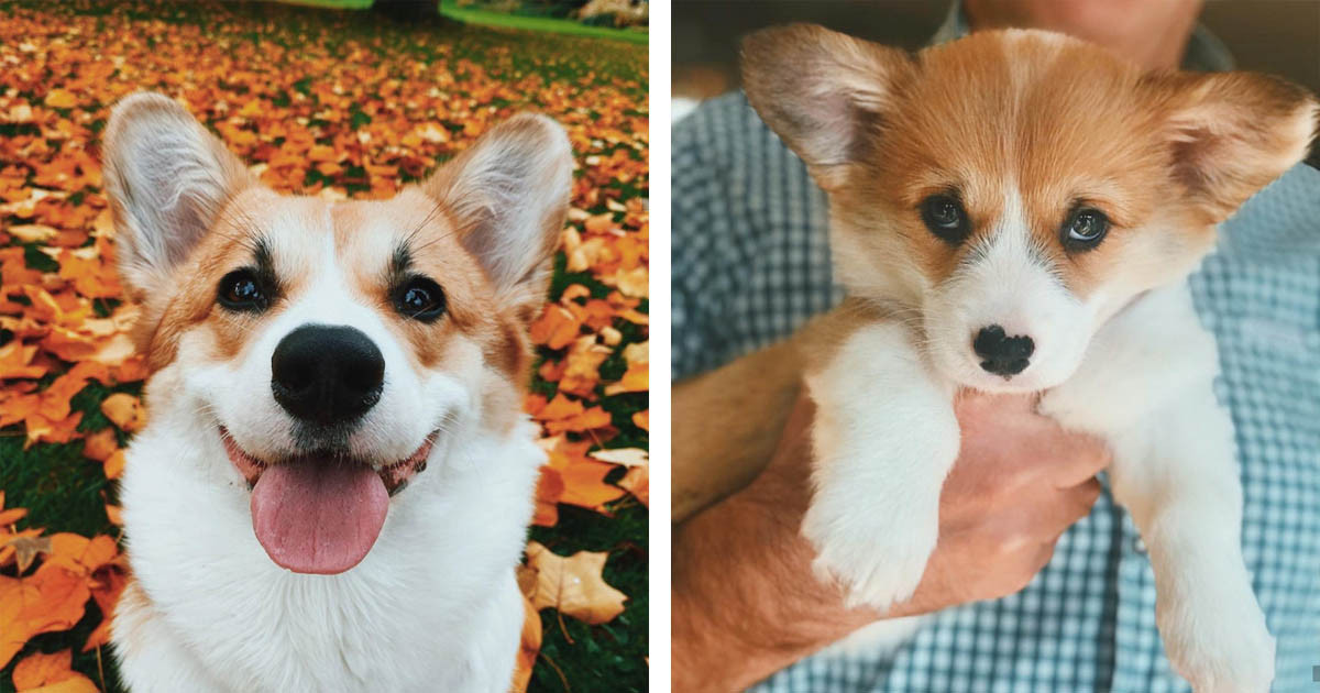 Insta-famous Yoshi The Corgi Is Almost Too Heckin' Cute For Words