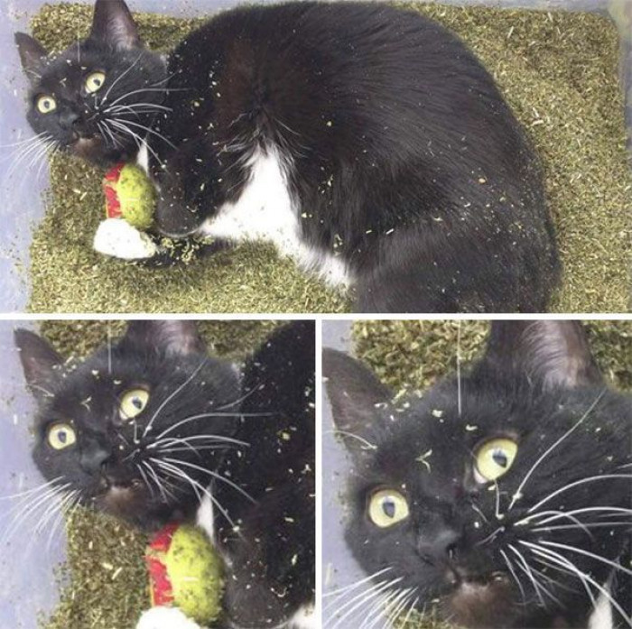 The 16 Best Reactions Ever of Cats on Catnip