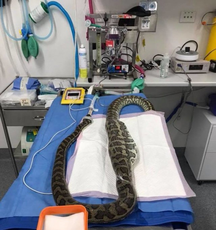 Vet performing surgery on a carpet python to remove a slipper from its stomach