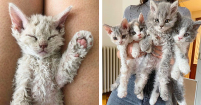 Little Kittens Have Adorable Curly Fur Like Nothing You've Seen Before