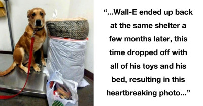 Heartbreaking Story of Dog Surrendered to Shelter with Bed and All His Toys