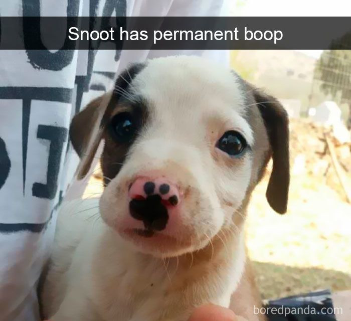 2. I want to boop that snoot...