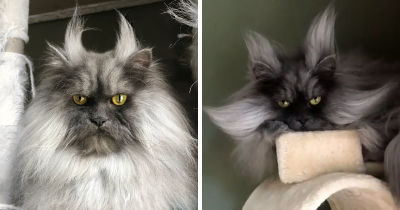 Juno The Angry Cat, A Cat With Better Hair Than Most Humans You Will Ever Meet