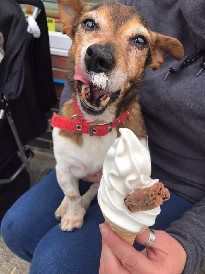 Nicola Coyne, a retired nurse, felt she needed to do something, and she has set up The Grey Muzzle Canine Hospice Project. She makes sure the dogs complete their “bucket list.”  Ice cream is one of the top entries. 