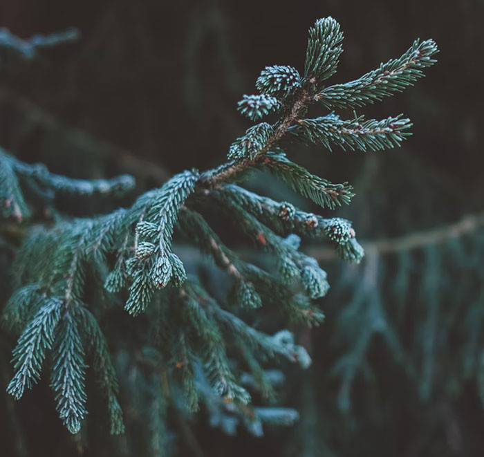 The round bottom of the tree will always be cut and labeled with its corresponding year. This way, the redditor and their family would fondly look back at the past years.