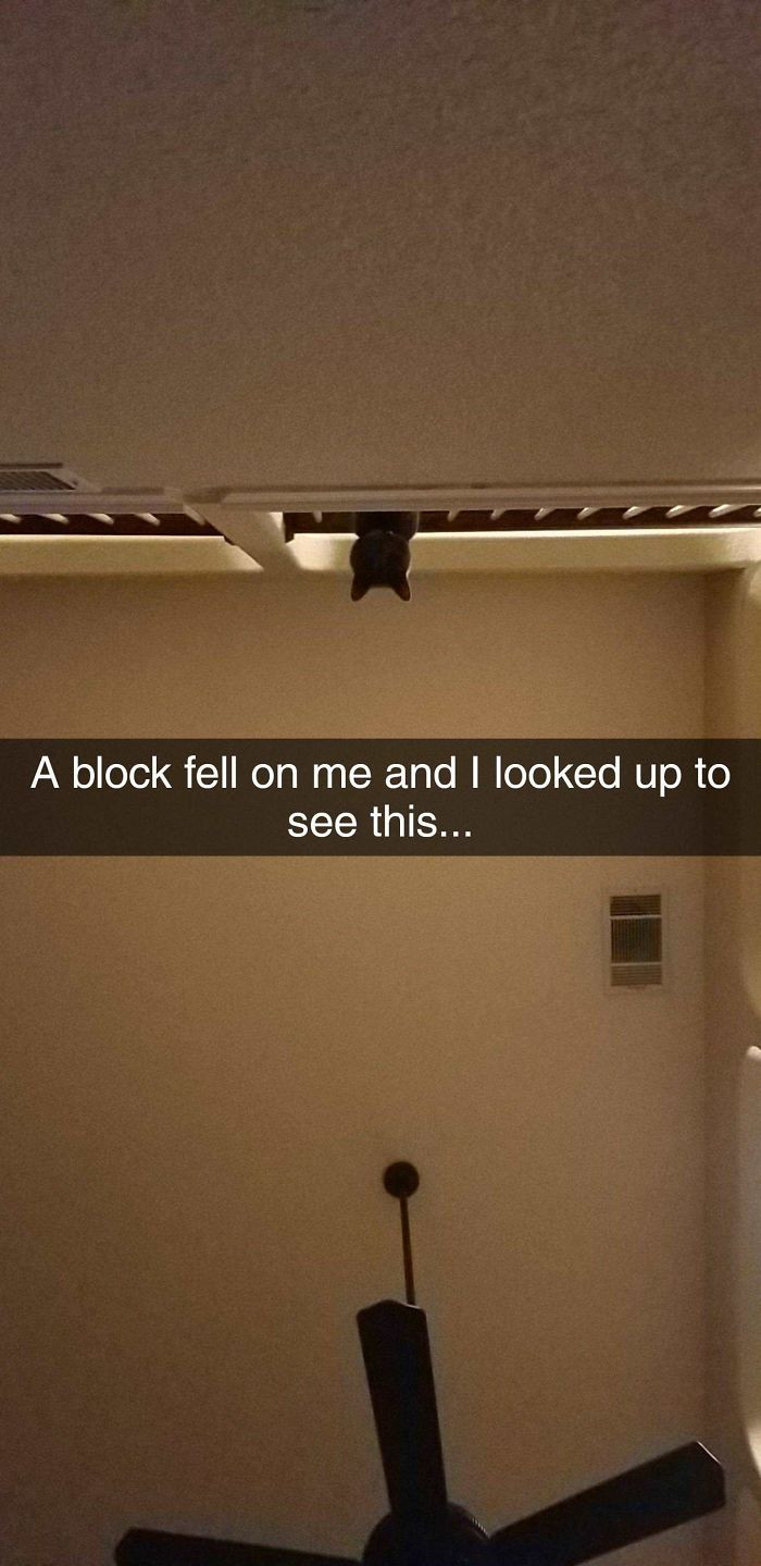 Sounds like someone needs the book, "How To Tell If Your Cat Is Trying To Murder You."