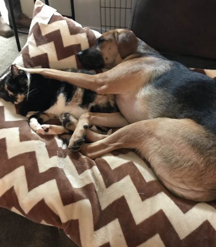 Close view of the chosen kitty, calm expression and alert ears