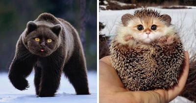 This Is What Everything Would Look Like If It Had A Cat's Face And It's Everything You Want It To Be