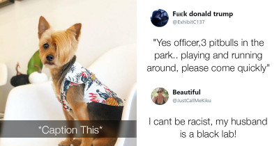 Twitter User Asks Everyone to Caption Amusing Dog Photo and the Internet Responds with Hilarious Captions
