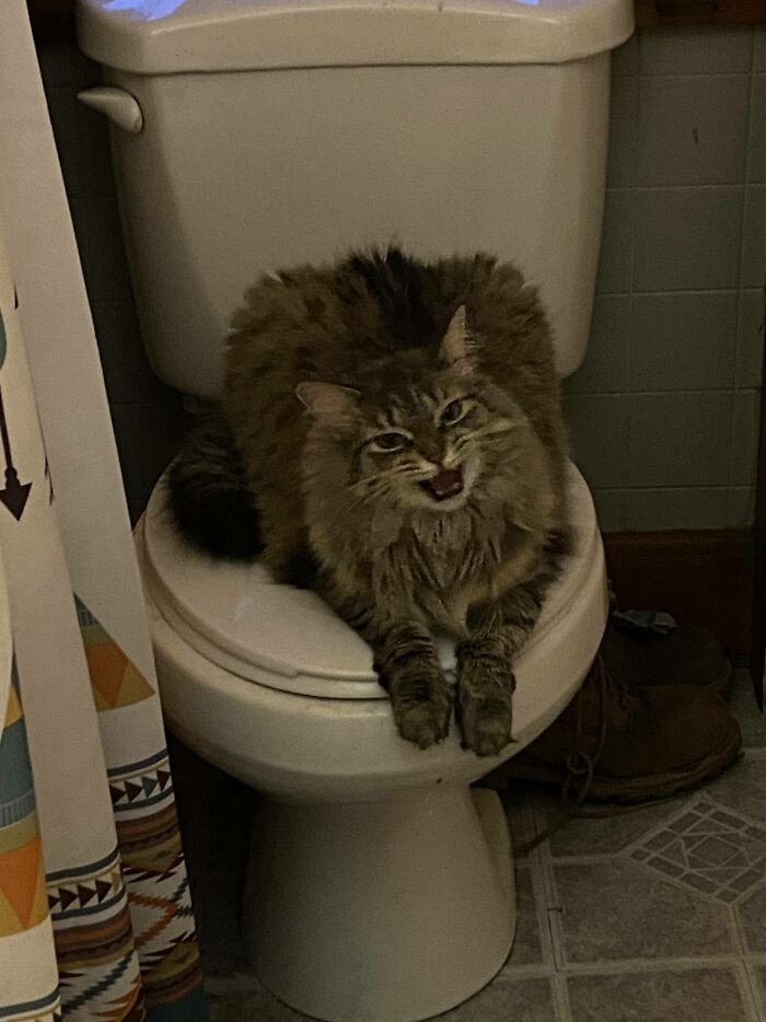 10. Sorry For Disturbing You On Your Throne, Your Majesty!
