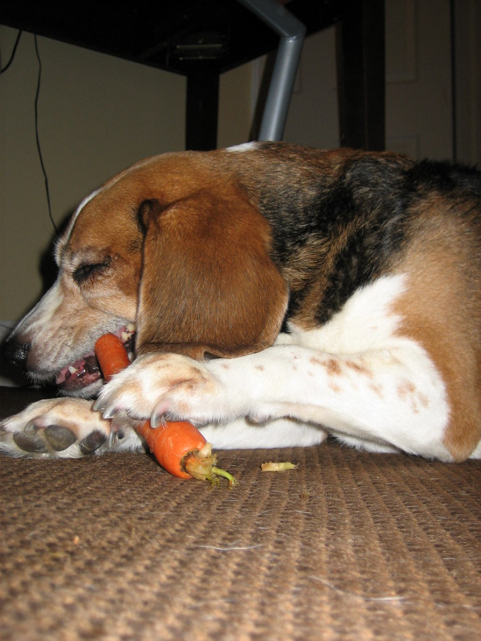 5. This dog's healthy obsession with carrots!