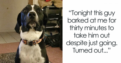 Real Life Super Hero Doggos That Proved They Are The Goodest