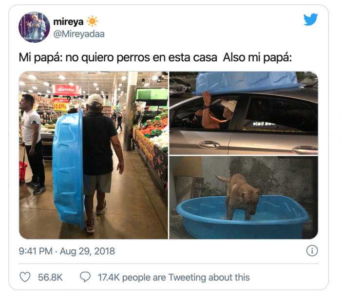 7. This dog needs to chill in a pool before I chase it out of the house...