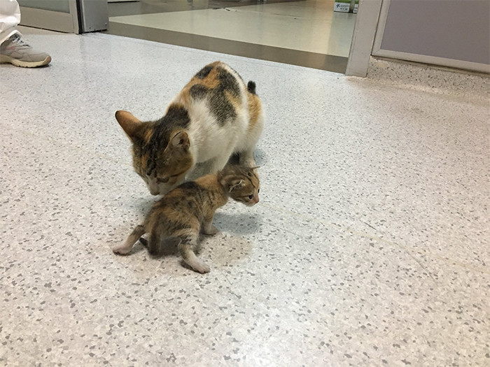 Not long ago, a stray cat mother took her baby to the ER in Istanbul
