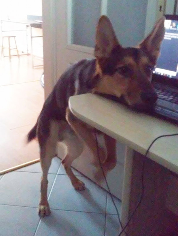 7. "He's forbidden from putting his paws on the desk when he wants his ball thrown. That's his way of going around the rule."