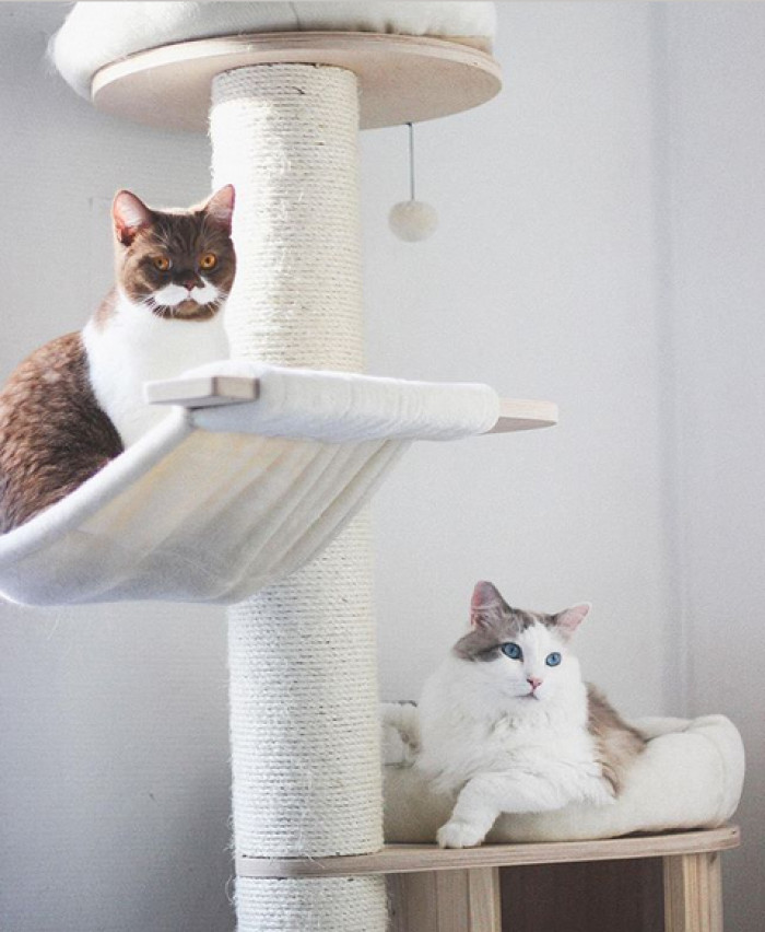 Gringo the moustache cat perched on a surface, adorable face and whisker pattern