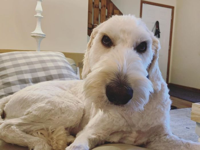 6. "This Is the Mug of a Dog Who Is Plotting His Revenge Against Me for Giving Him a Home Haircut"
