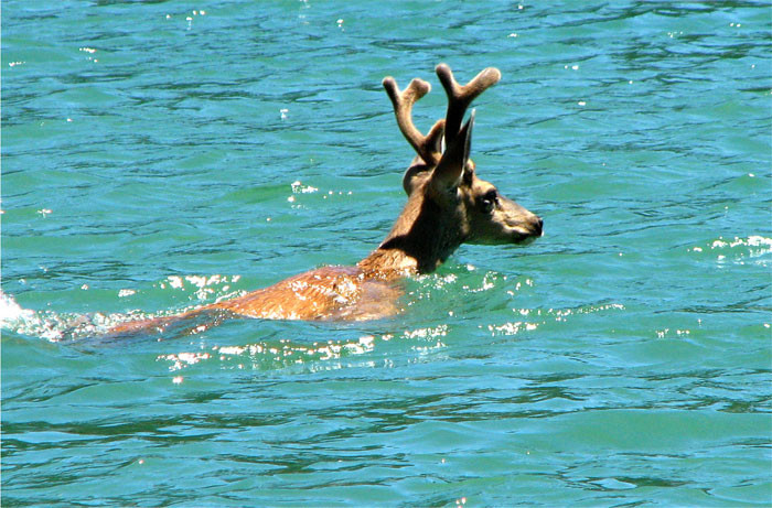 10. A swimming deer