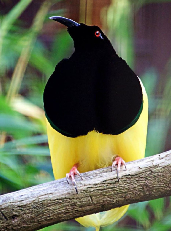 A closer look at the male twelve-wired bird-of-paradise.