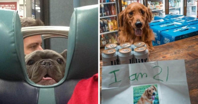17 Adorable Doggos That Will Improve Anyone's Mood, One Pup At A Time