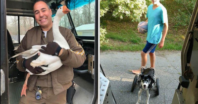 UPS Drivers Meet Some of the Most Random and Adorable Animals on Their Pit Stops