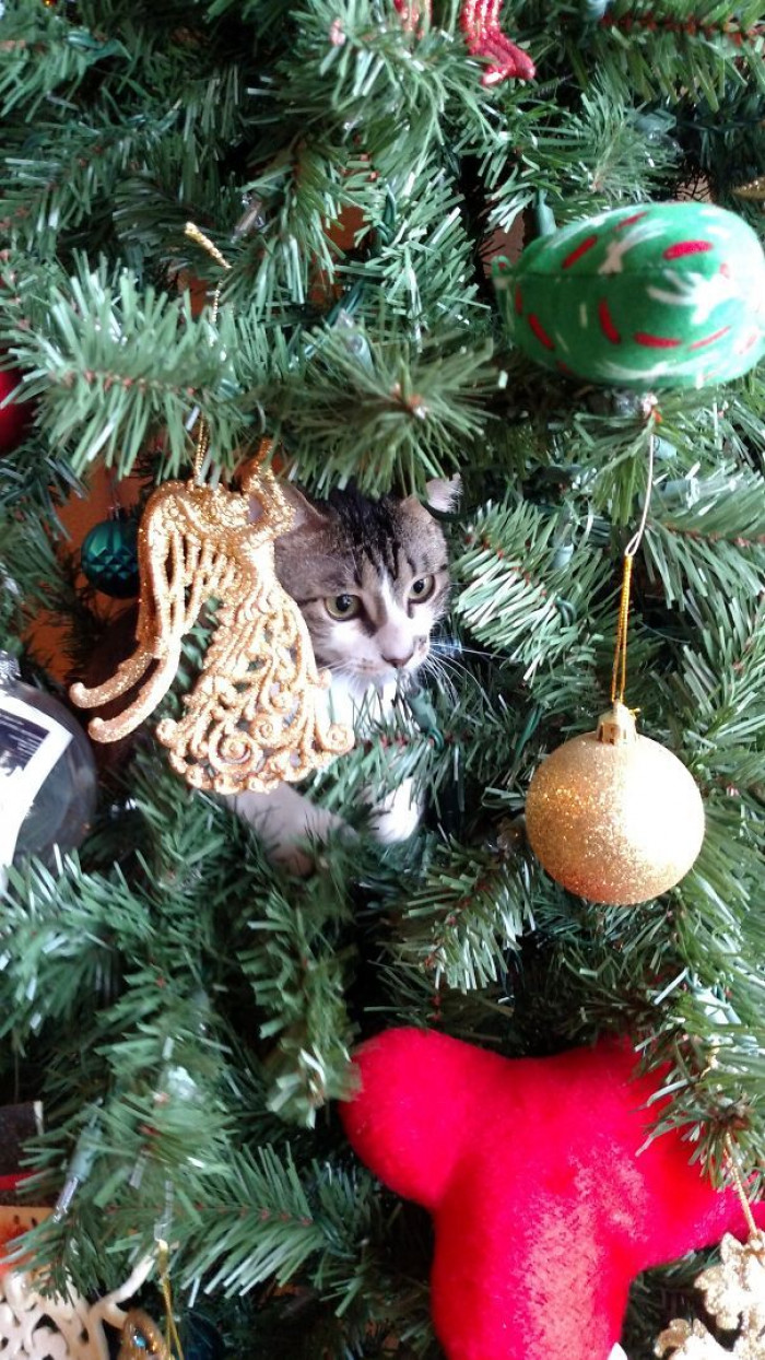 These Cats Got Into The Festive Season By Helping Their Owners Decorate ...