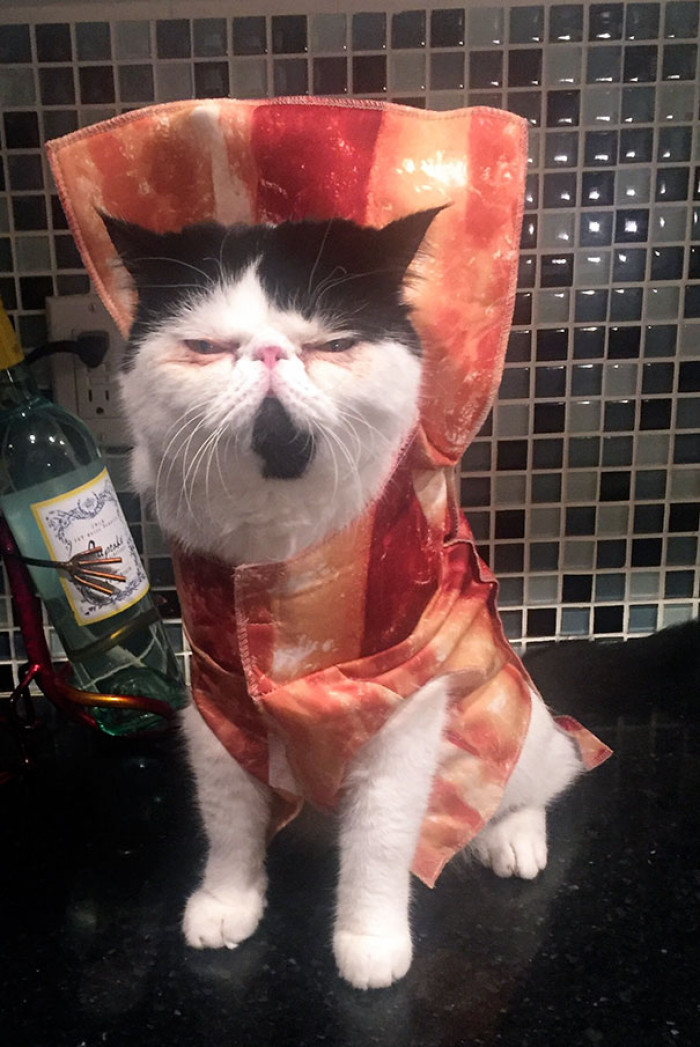 Stewie cat dressed as Nibbler from Last Halloween, creepy feast theme