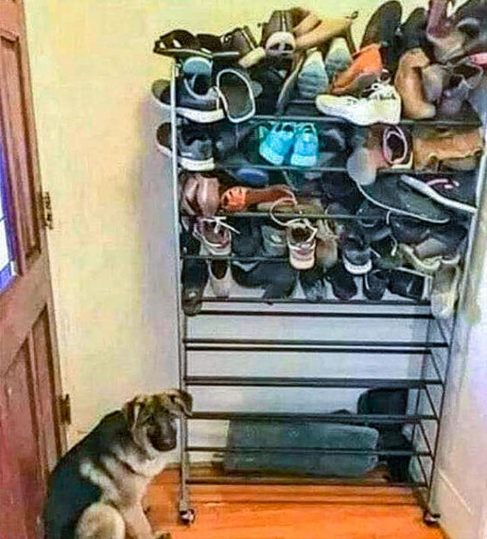 18. "Apparently, I cannot be trusted with shoes."