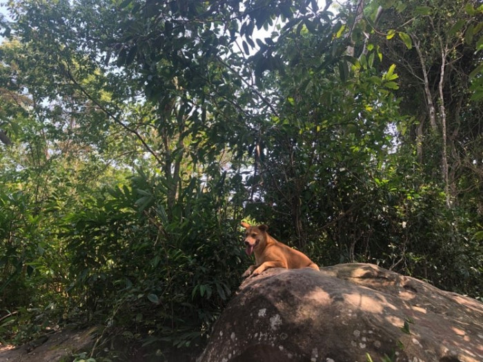 Rescuers guiding frightened couple through thick vegetation in Cambodia