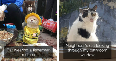 If You Haven't Enjoyed Cats Enough Lately, We've Got You Covered