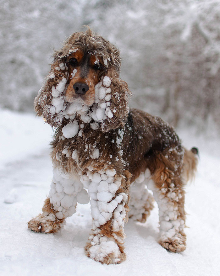 #50 Cocker Spaniel snow balls😂