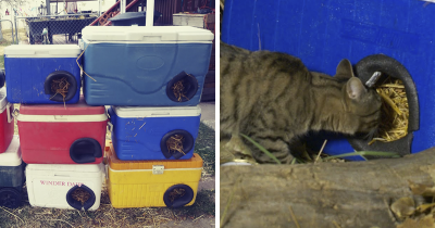 Kind Man Makes Warm Shelters For Stray Cats Out Of People's Discarded Coolers