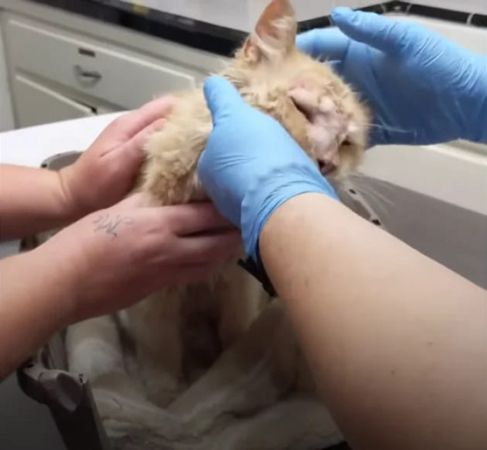 At that point, everyone involved in his care figured he must have been left behind and abandoned when his previous family moved away.