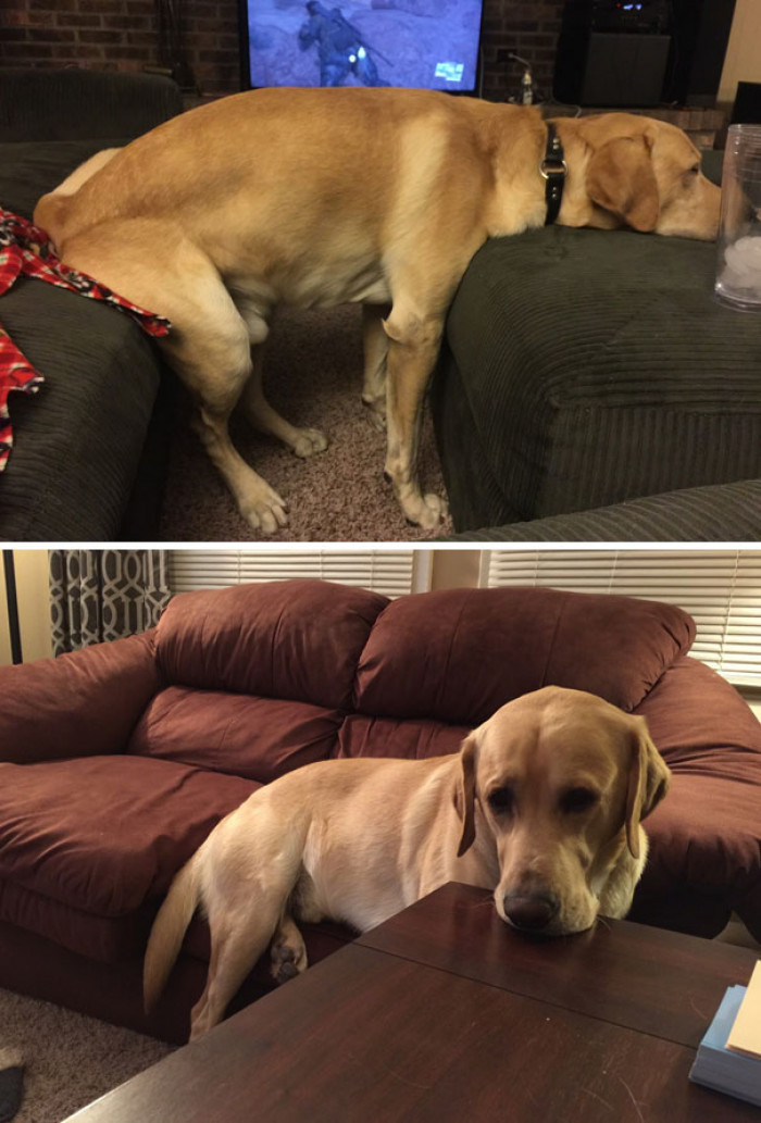 17. "My dog isn't allowed on furniture, so this is what he resorts to."
