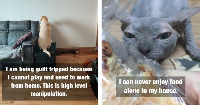These Pets Are The Biggest Drama Queens And Are Constantly Over-Exaggerating