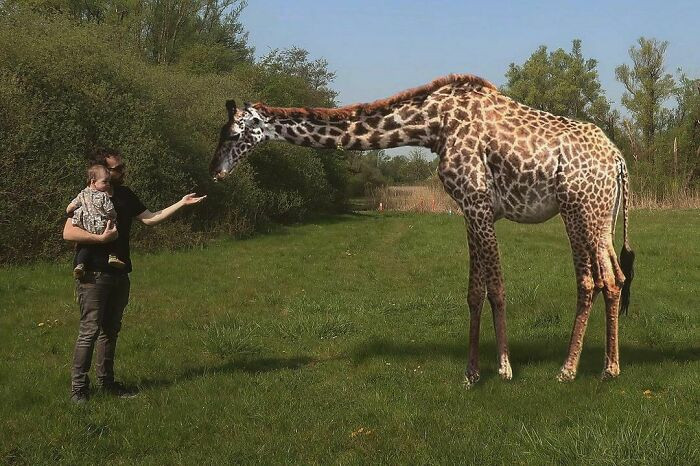 18. At Least Wildlife Is Returning To The Parks Of Antwerp