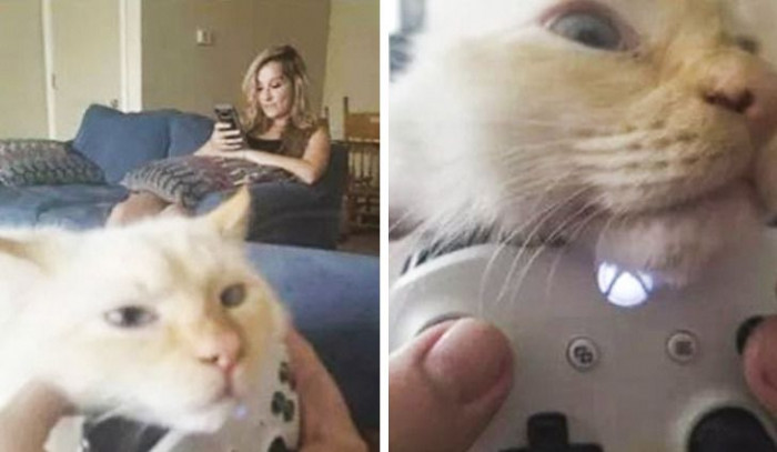 17. The kitty just wants to play the game.