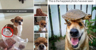 Make Your Day Better By Seeing The Magic That Is Dogs On Snapchat