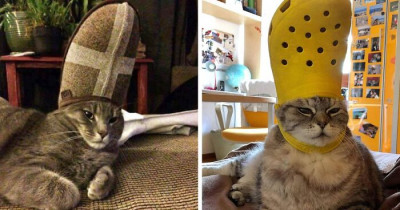 Putting a Shoe on Your Pet's Head Can Make It Look Like They Are Wearing a Crown, and It Is Delightful
