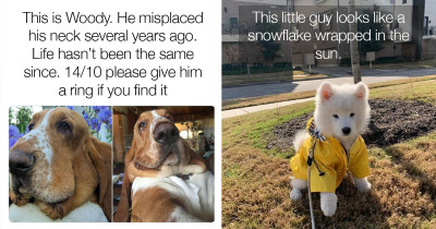 14 Funniest Dog Posts From Last Week Because They Are As Cute As They Come