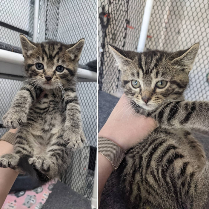 Two adorable kittens dressed as Rajah and Iago with mom nearby