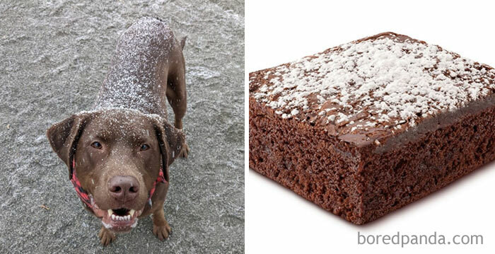 32. Is this a sand-covered pupper or a delicious brownie? The world may never know.