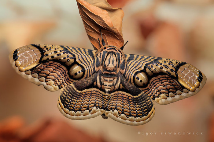 6. Brahmin Moth After