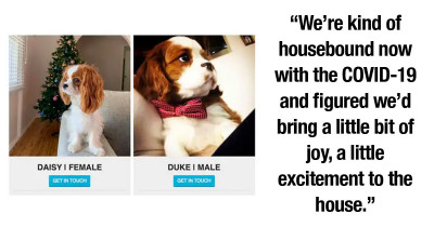 Pandemic Puppies Sounded Like A Good Idea Until They Absolutely Did Not