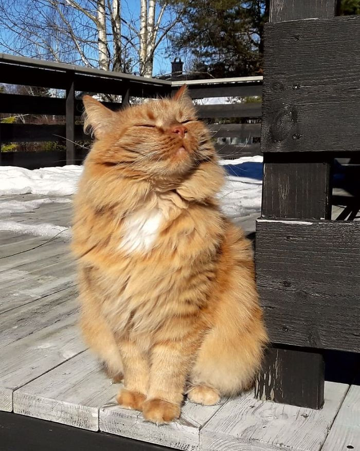 #5 This picture of my cat Oliver enjoying the spring sun is just melting my heart