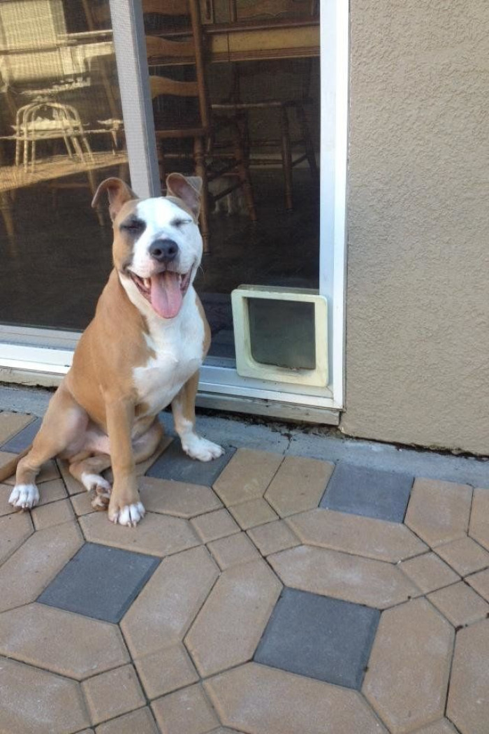 Highway or road near burn area, cyclist leaving danger with 70-pound dog