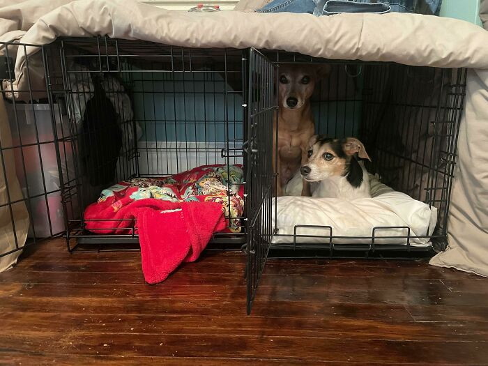 5. "They've Shared A Crate For Years So I Sold My Second Crate Long Ago. They Recently Started Refusing To Share The Crate So I Bought A New Crate Two Days Ago And Here We Are Today"